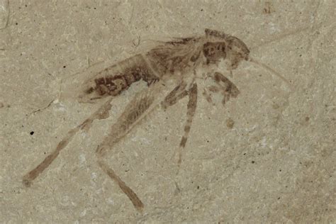 .7" Eocene Fossil Insect (Orthoptera) - Utah (#189444) For Sale ...