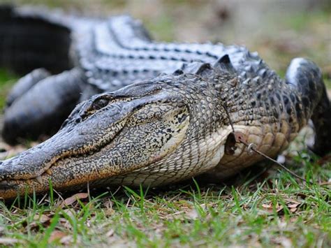 Florida Alligators: What You Need To Know | New Port Richey, FL Patch