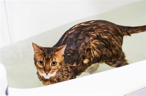 Premium Photo | Funny wet cat washing at bath cute bengal cat taking shower