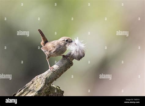 Winter wren nest hi-res stock photography and images - Alamy