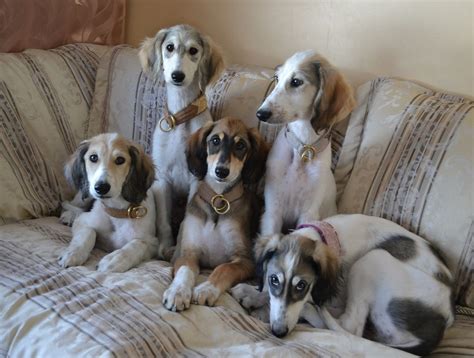 saluki puppies Saluki Puppy, Saluki Dogs, Whippets, Puppy Pictures, Dog ...