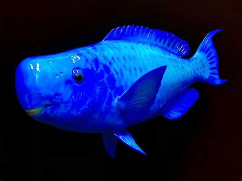 Blue Parrotfish Mounts - Replica Mounts by New Wave Taxidermy