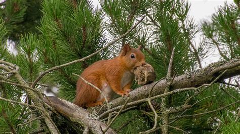 Red squirrel diet