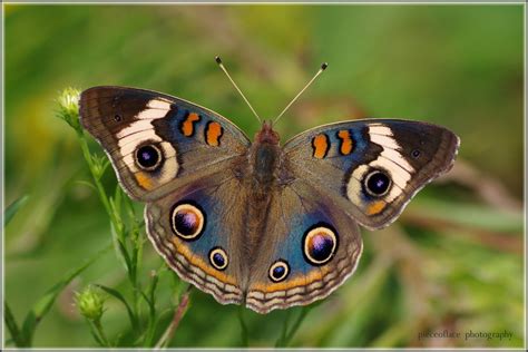 butterfly, Nature, Insects, Macro, Zoom, Close up, Wallpaper Wallpapers HD / Desktop and Mobile ...