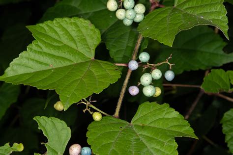 Ampelopsis brevipedunculata (Porcelain berry)