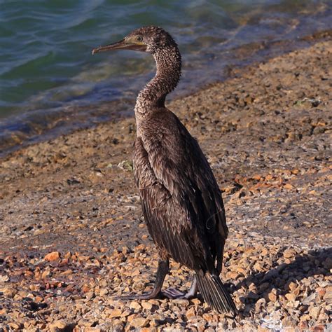 Details : Socotra Cormorant - BirdGuides