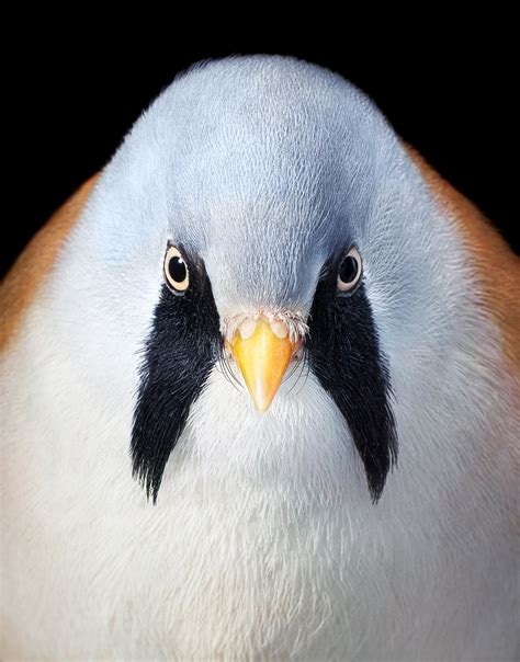 Stunning Portraits Of Rare And Endangered Birds