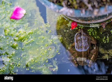 France, Essonne, Yerres, Propriete Caillebotte, vegetable garden ...