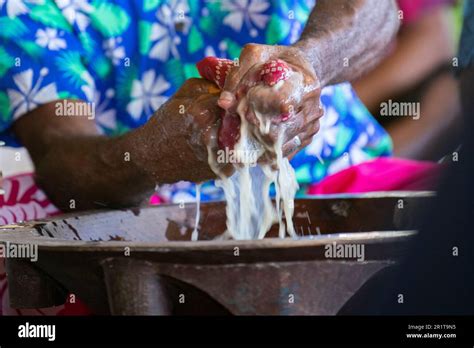 Fiji, Lautoka, highland village of Yavuna. Traditional kava ceremony. Squeezing kava into wooden ...