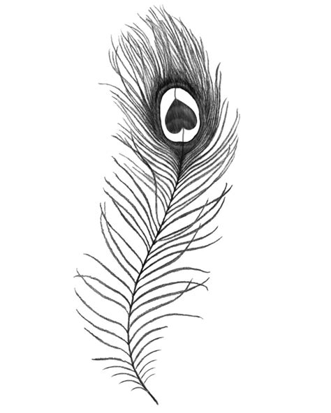 Feather Drawing Simple at GetDrawings | Free download