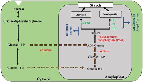 Development and synthesis of starch in rice grain. | Download Scientific Diagram