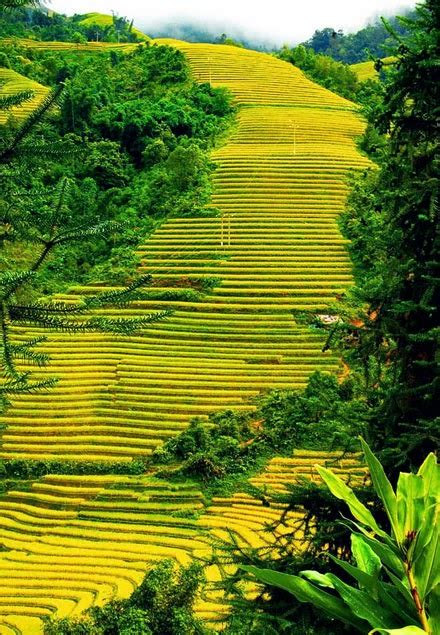 Beautiful Terraced Fields in Vietnam | Vietnam Information - Discover ...