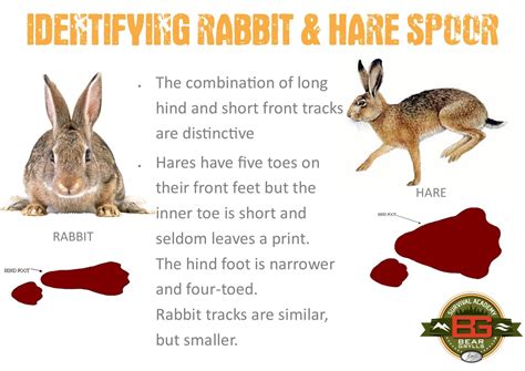 Rabbits and hares are widespread and easier to catch ...