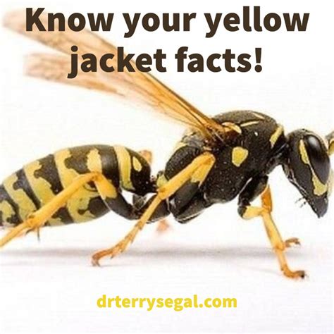 What You Need To Know About Yellow Jackets! — Dr. Terry Segal