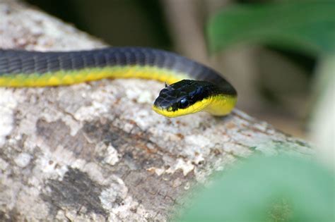 Green Tree Snake, Daintree River, Queensland, Austalia | Flickr - Photo Sharing!