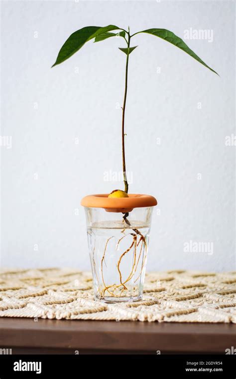 Avocado seed in water hi-res stock photography and images - Alamy