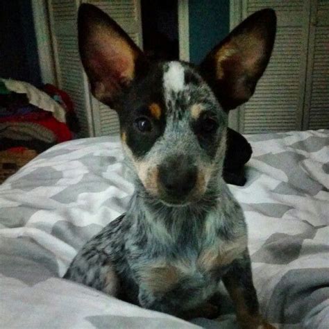 Is Blue Heeler Chihuahua Mix Right For You? - Healthy Homemade Dog Treats