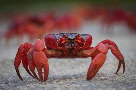 Red Crabs | Faulkner Photography | Christmas Island Photography