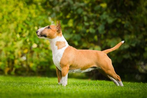 Bull Terrier - Raças de Cães - Animais - InfoEscola