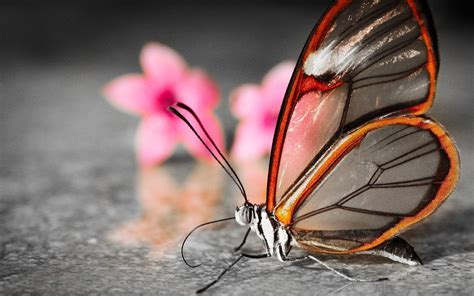 3D Butterfly Wallpapers - Wallpaper Cave