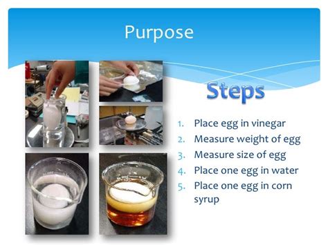 Marielle's Egg osmosis experiment