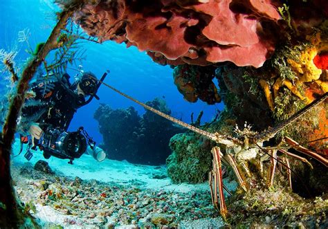 A Diver's Guide to Cozumel | Pro Dive International