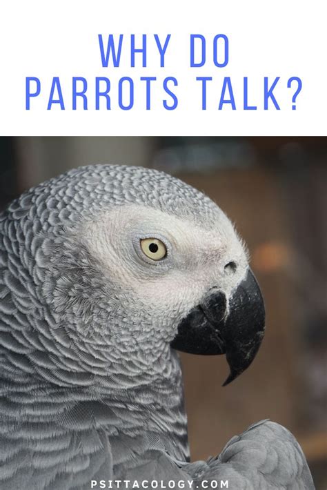 Why Do Parrots Talk? - Psittacology