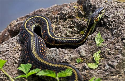 Pregnant Garter Snake | This is at Baker Lake, in Washington… | Flickr