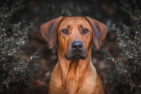 Ridgeback - Facts and Beyond | Biology Dictionary