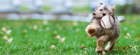 How to Train Your Small Dog to Play Baseball | Wag!