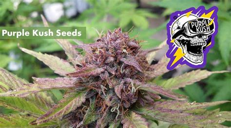 Where to Buy the Best Purple Kush Seeds Online - 10Buds