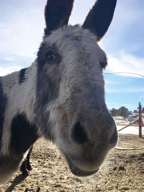 #DailyDose of Donkey in #CrippleCreek | Colorado vacation, Colorado ...