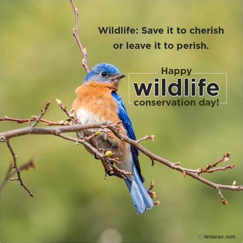 Happy world wildlife conservation day quotes 2020, images, poster, slogan Forest And Wildlife ...