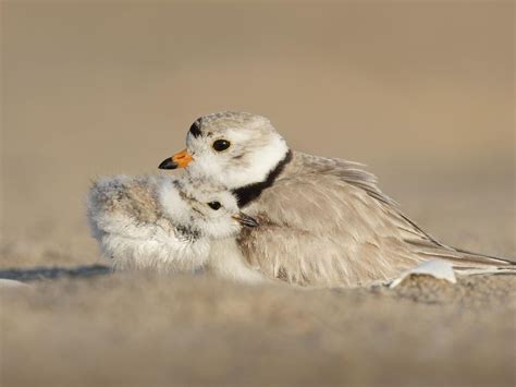 Piping Plover Nesting (Location, Eggs + Behavior) | Birdfact