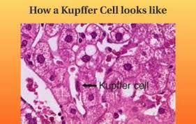 Kupffer cells