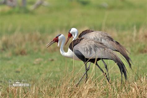 Wattled Crane Photos, Wattled Crane Images, Nature Wildlife Pictures ...