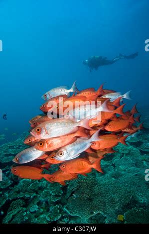 Schooling big-eye or glass-eye snapper, Heteropriacanthus cruentatus, Sodwana Bay, South Africa ...