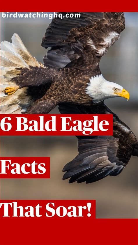 18 Bald Eagle Facts That Will Make You Soar With Joy! | Bald eagle ...