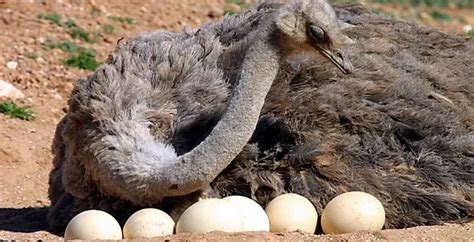 Health Benefits of Ostrich Eggs | How do Incubate and Hatch Ostrich Eggs?