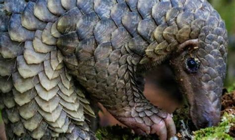 Scales of critically endangered pangolin seized in Sumatra