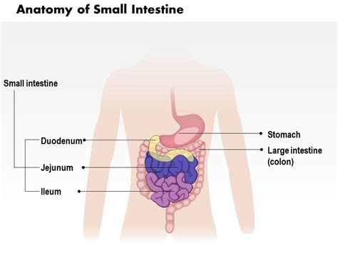 Intestine Diagram Anatomy