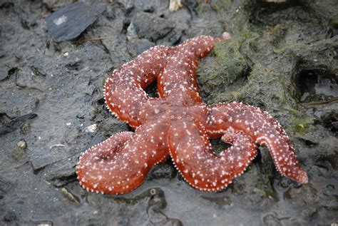 Sea Stars of Alaska Sea Star, Alaska, Robin, Author, Stars, Writers ...