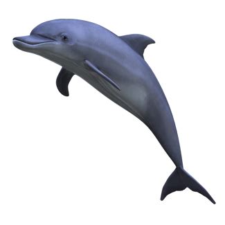 Dolphin PNG transparent image download, size: 325x325px