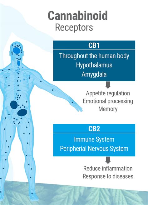 A Complete Guide To The Endocannabinoid System - Royal Queen Seeds