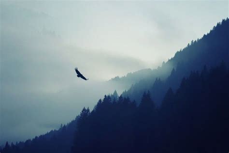 Flying Eagle HD Wallpapers, Flying Eagle Pictures, New Wallpapers | Mountain pictures, Eagle ...