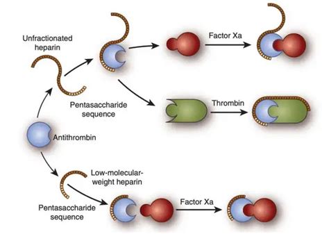 Low Molecular Weight Heparins (LMWHs) | STROKE MANUAL