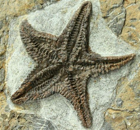 fossil starfish uk - Google Search | Fossils, Fossil, Echinoderm