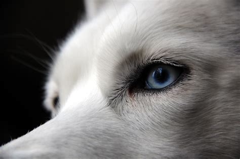 Why huskies have blue eyes