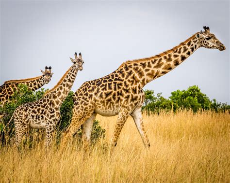 Reticulated Giraffes in Northern Kenya Get GPS Satellite Trackers | Space in Africa