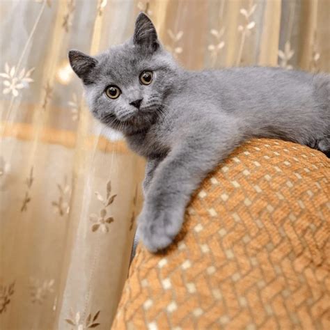 Fascinating Facts About The Russian Blue Cat That Make Them Excellent Companions • Kritter Kommunity